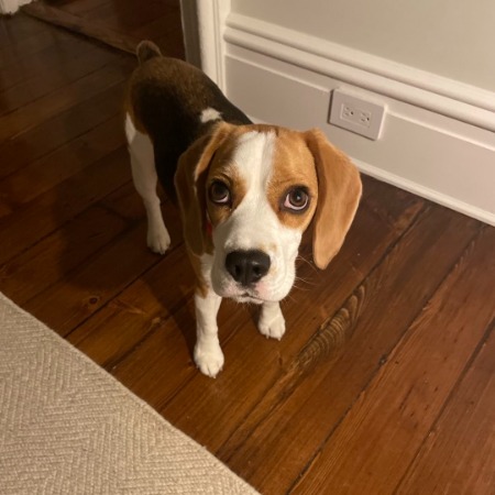 Ollie is the dog owned by the actress Janel Moloney. 